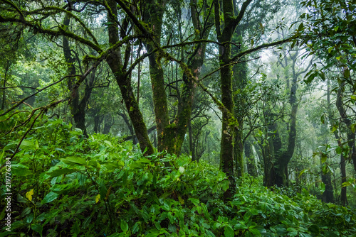 Tropical rain forest © songdech17
