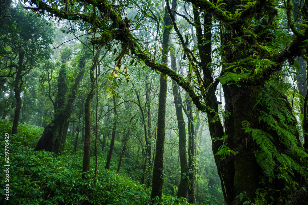 Obraz premium Tropical rain forest