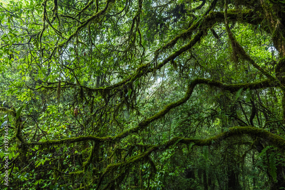 Obraz premium Tropical rain forest