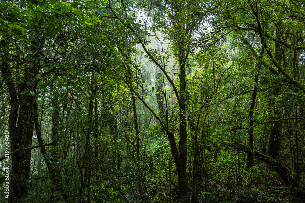 Obraz premium Tropical rain forest