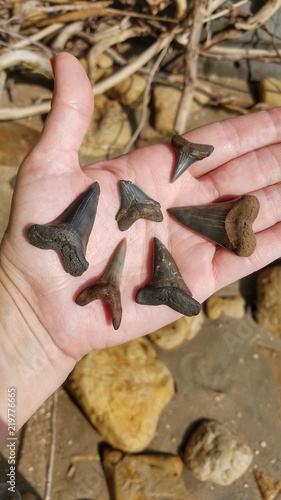fossils shark teeth paleocine mako meg