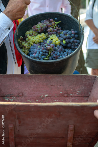 First new harvest of black wine grape in Provence, France, ready for first pressing, traditional festival in France photo