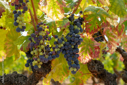 French red and rose wine grapes plant, growing on ochre mineral soil, new harvest of wine grape in France, Vaucluse Luberon AOP domain or chateau vineyard close up photo