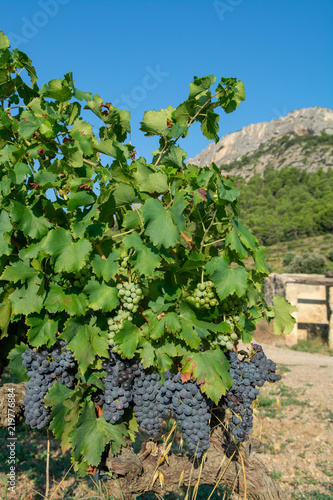 French red AOC wine grapes plant, new harvest of wine grape in France, Vaucluse, Gigondas domain or chateau vineyard Dentelles de Montmirail photo