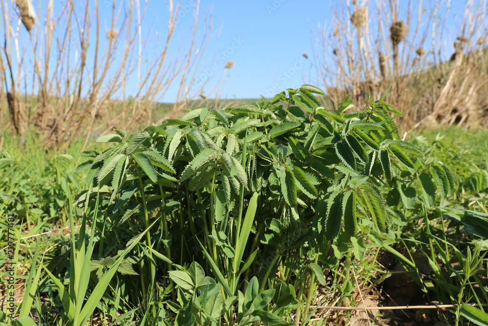 Obraz premium Blood-spitting drug (Sanguisorba officinalis)
