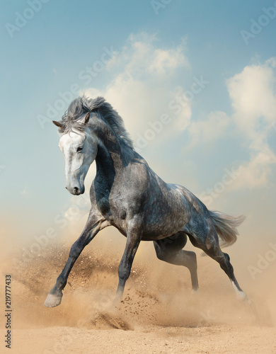 Young gray stallion running on sand