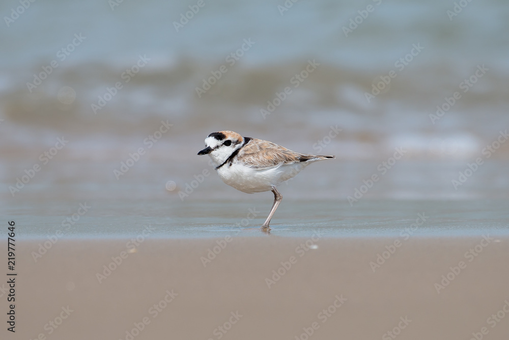 Male Malaysian plover is a small wader that nests on beaches and salt flats in Southeast Asia. Male Malaysian plover is a small wader that nests on beaches and salt flats in Southeast Asia.