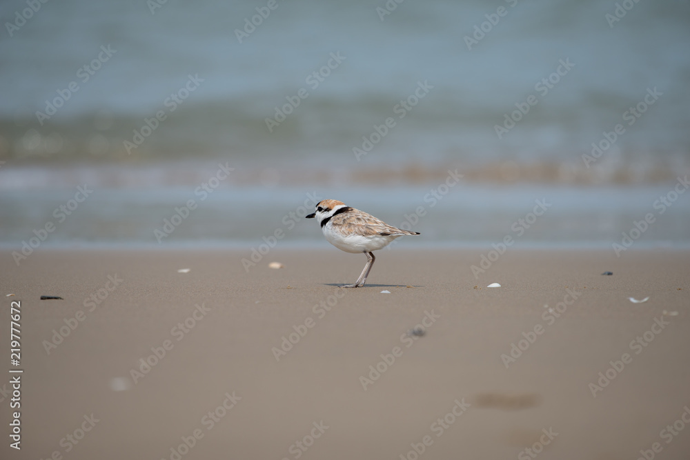 Male Malaysian plover is a small wader that nests on beaches and salt flats in Southeast Asia. Male Malaysian plover is a small wader that nests on beaches and salt flats in Southeast Asia.