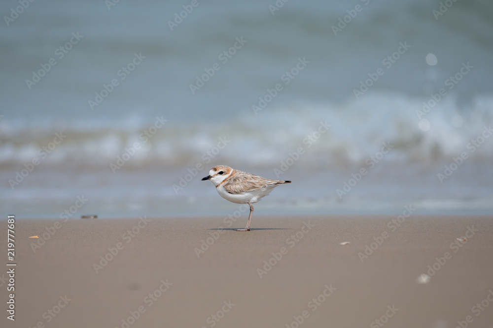 Male Malaysian plover is a small wader that nests on beaches and salt flats in Southeast Asia. Male Malaysian plover is a small wader that nests on beaches and salt flats in Southeast Asia.