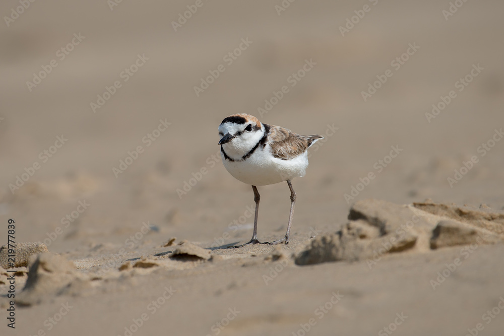 Male Malaysian plover is a small wader that nests on beaches and salt flats in Southeast Asia. Male Malaysian plover is a small wader that nests on beaches and salt flats in Southeast Asia.