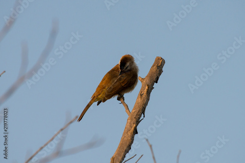 streak-eared bulbul is a member of the bulbul family of passerine birds. It is found from Thailand and northern and central Malay Peninsula to southern Indochina. 