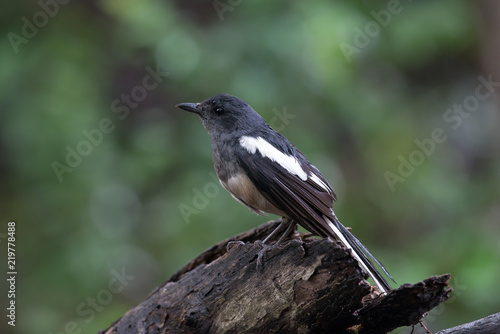 Female Oriental magpie-robin, they are common birds in urban gardens as well as forests.
