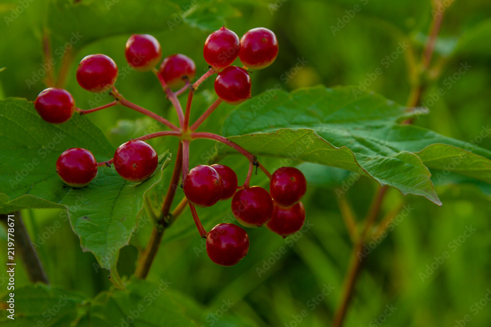 red, fruit, berry, tree, cherry, red, fruit, berry, tree, cherry,