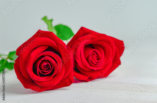 Close up of red rose flowers on white background © Mybona