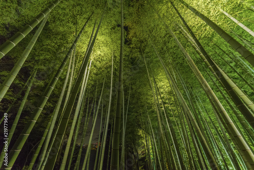 Bamboo grove  bamboo forest at Arashiyama  Kyoto  Japan