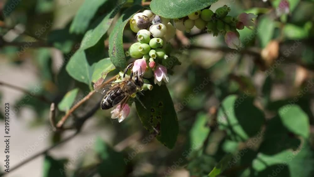  macro bee on flower