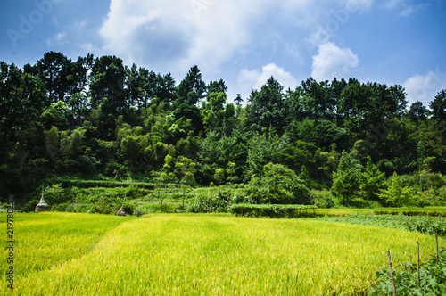 Rice field scenery in autumn