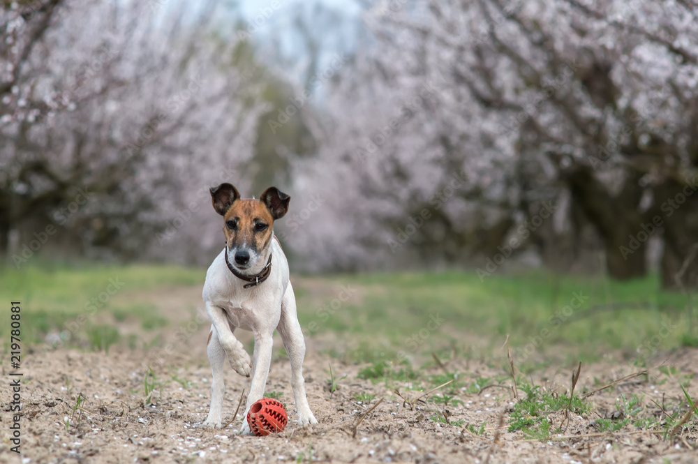 Fox Terrier dog playing with ball in blooming garden