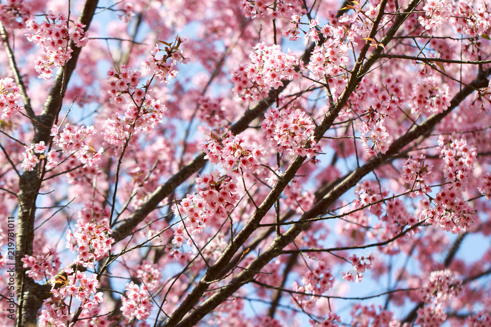 Wild Himalayan Cherry Blossoms in spring season (Prunus cerasoides), Sakura in Thailand, selective focus, Phu Lom Lo, Loei, Thailand. Wild Himalayan Cherry Blossoms in spring season (Prunus cerasoides), Sakura in Thailand, selective focus, Phu Lom Lo, Loei, Thailand.