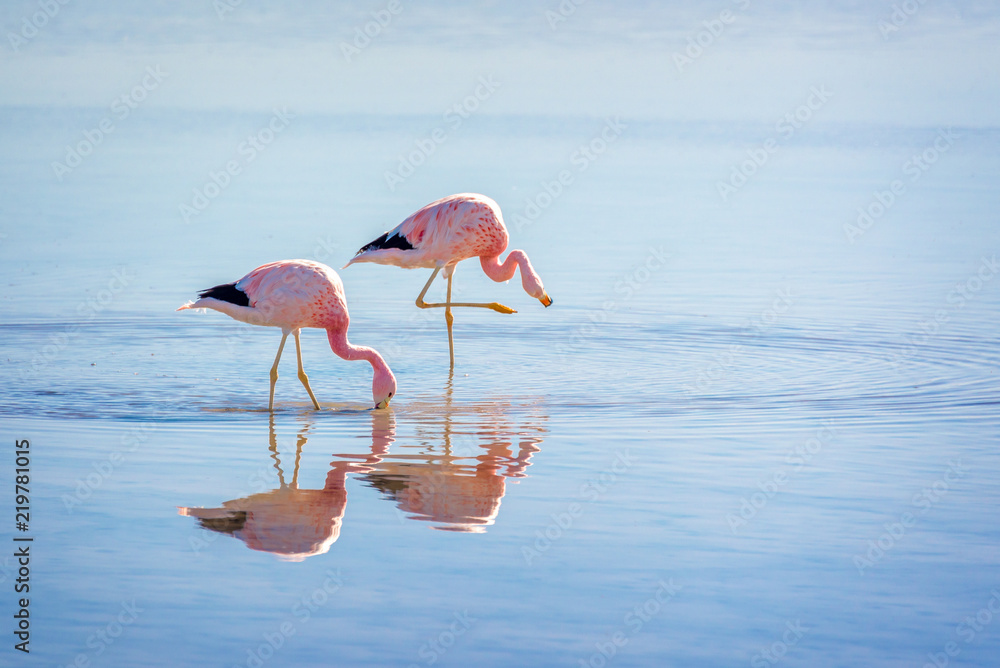 Fototapeta premium Zamknij się z andyjskich flamingów w Laguna Chaxa, Atacama salar, Chile
