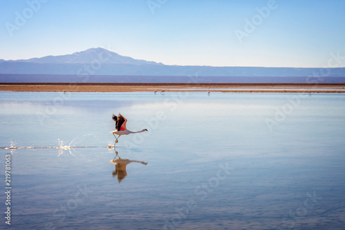 Andean flamingo taking flight in Laguna Chaxa, Atacama salar, Chile
