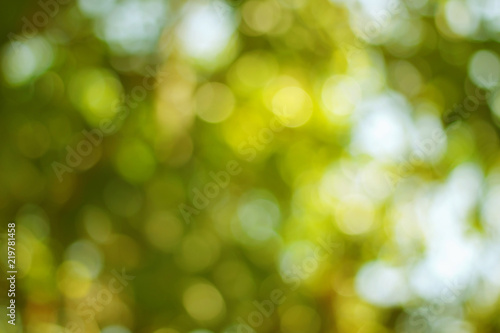 Blurred of green bokeh on tree background © jintana