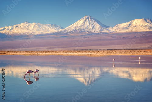 Snowy Licancabur volcano in Andes montains reflecting in the wate of Laguna Chaxa with Andean flamingos, Atacama salar, Chile photo