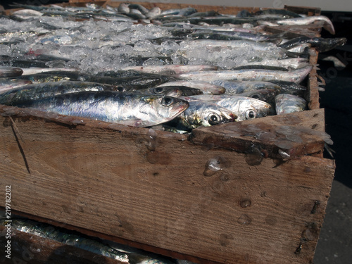 Crate of freshly caught sardines