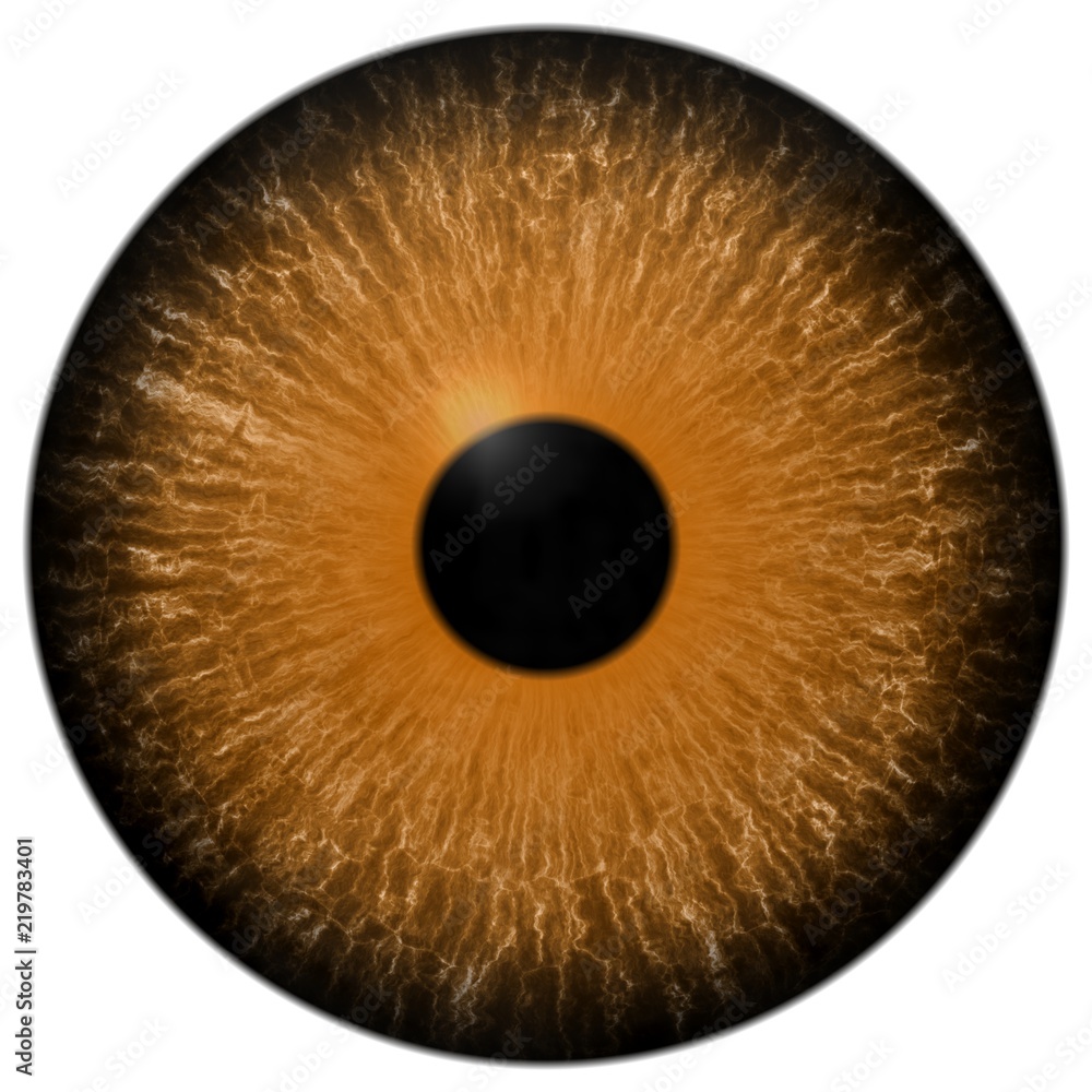 Predator eye texture, orange eyeball white background and black pulpil, colorized 3d eye Predator eye texture, orange eyeball white background and black pulpil, colorized 3d eye