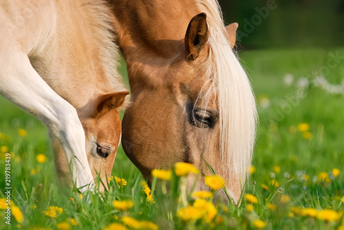 Haflinger horses, mare and foal grazing together Fototapete