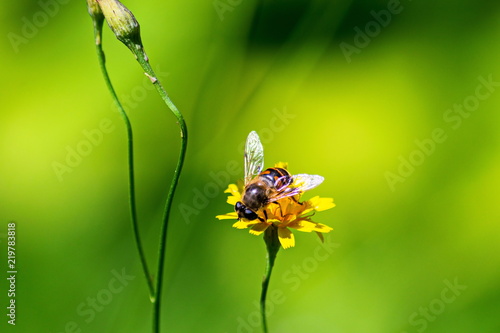 Bee on the yellow flower in the meadow gathering honey