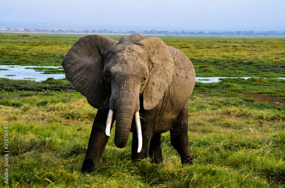 Fototapeta premium Elephant in AFrica