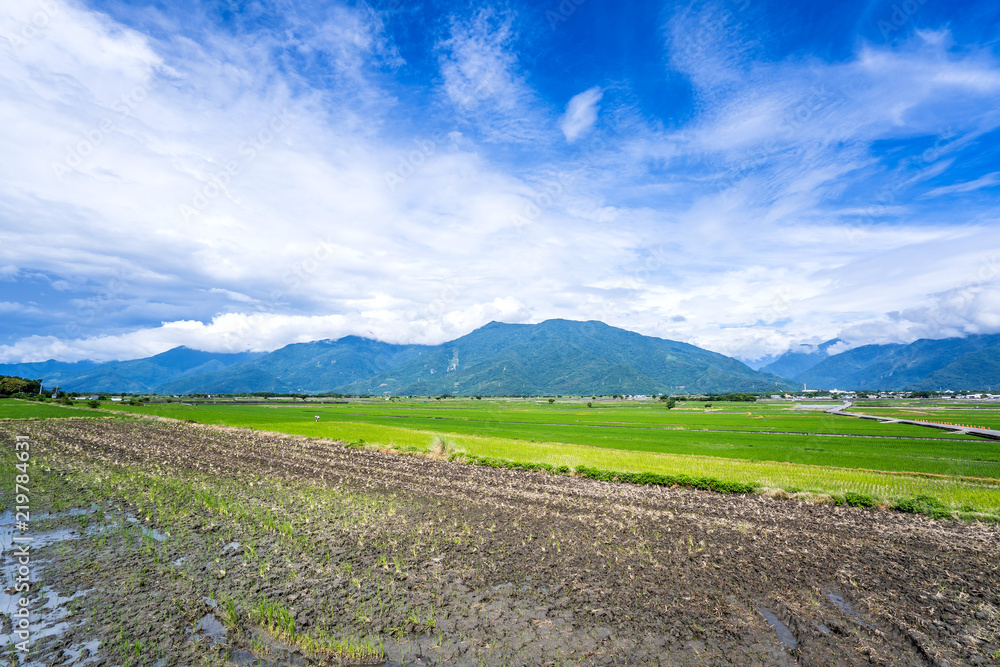 Landscape View Of Beautiful Paddy Field (Rice Plantation) At Brown Avenue, Chishang, Taitung, Taiwan Landscape View Of Beautiful Paddy Field (Rice Plantation) At Brown Avenue, Chishang, Taitung, Taiwan