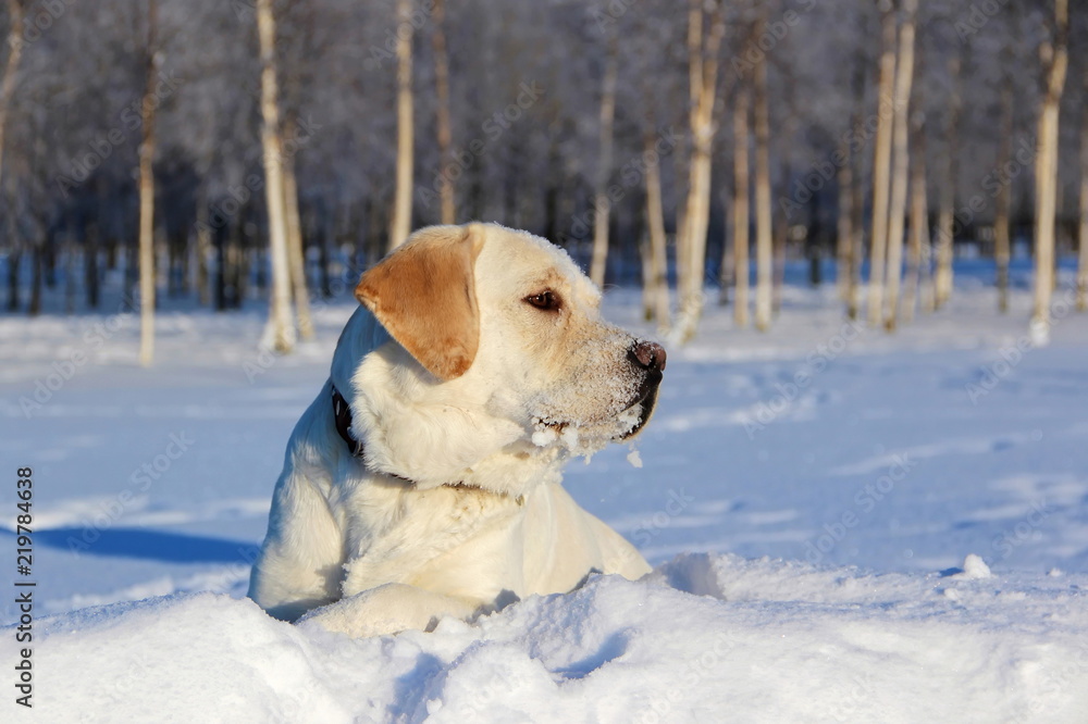 Yellow Labrador Retriever lies on the white snow