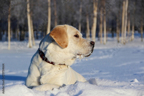 Yellow Labrador Retriever lies on the white snow