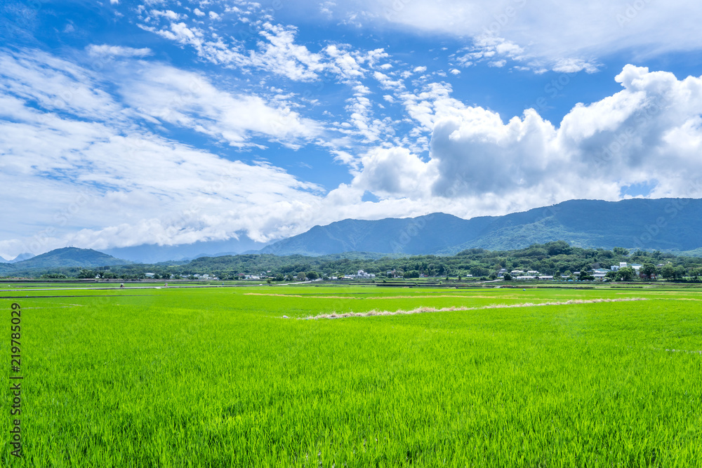 Landscape View Of Beautiful Paddy Field (Rice Plantation) At Brown Avenue, Chishang, Taitung, Taiwan