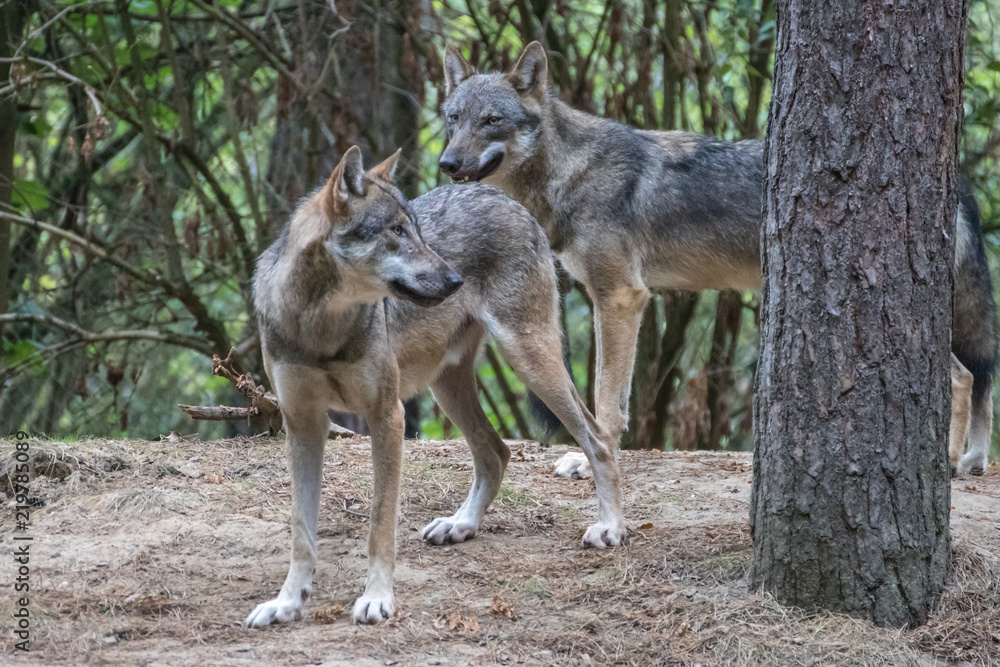 Obraz premium Wolfs Paar