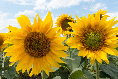 Fototapeta Naklejka Na Ścianę i Meble -  Field with sunflowers.