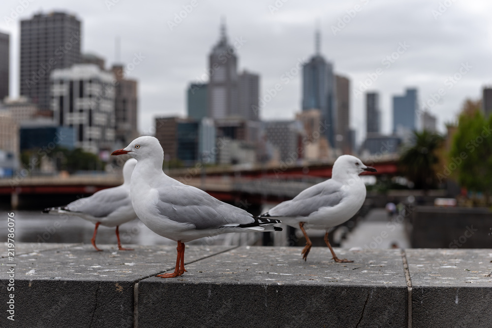 Möwen am Wasser in Melbourne mit Skyline im Hintergrund Möwen am Wasser in Melbourne mit Skyline im Hintergrund