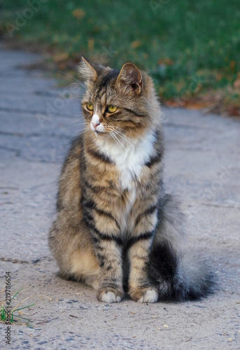 Kot siedzący na chodniku