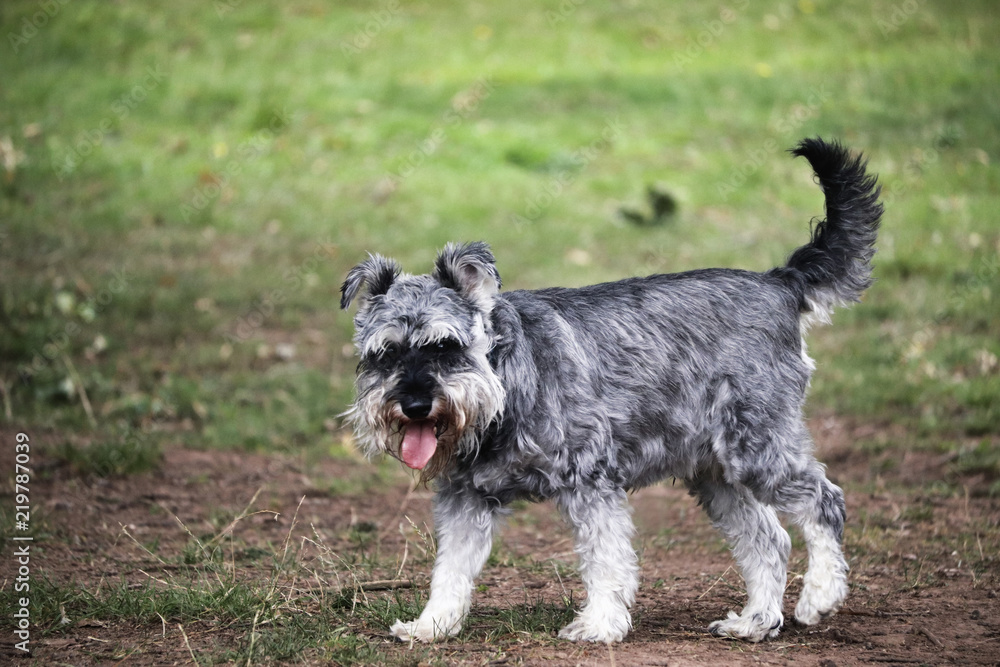 Miniature Schnauzer dog Miniature Schnauzer dog