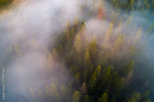 Forest with fog from above © alexugalek
