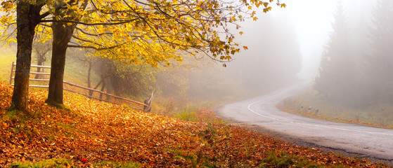 Autumn road