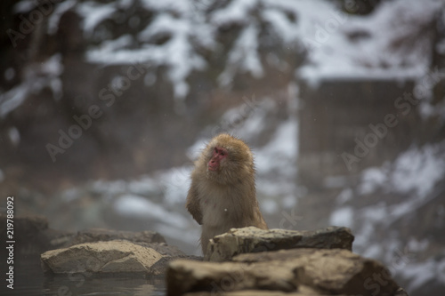 macaque monkey in a bath in japan © sarah
