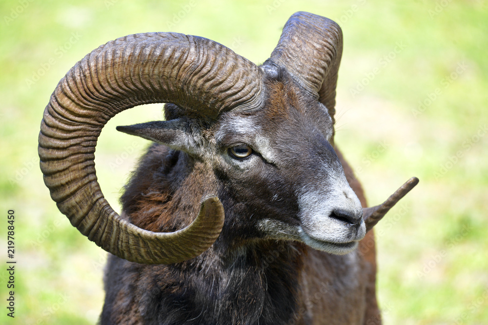 Portrait male mouflon of Corsican (Ovis aries orientalis) 