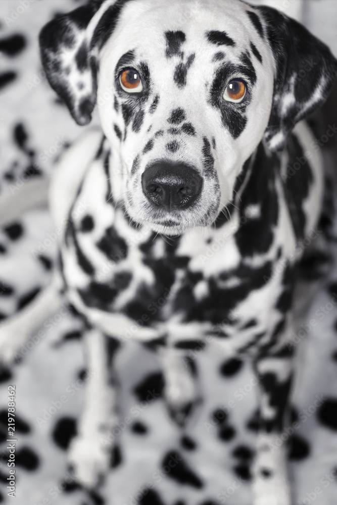 Dalmatian dog sitting and looking at the camera Dalmatian dog sitting and looking at the camera