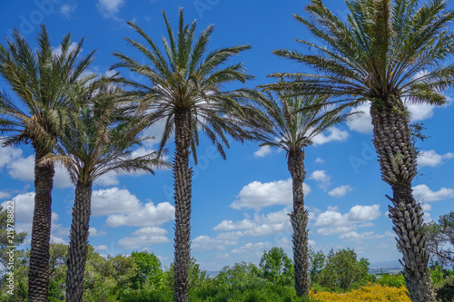 Summer view of Rotshild Park, Israel