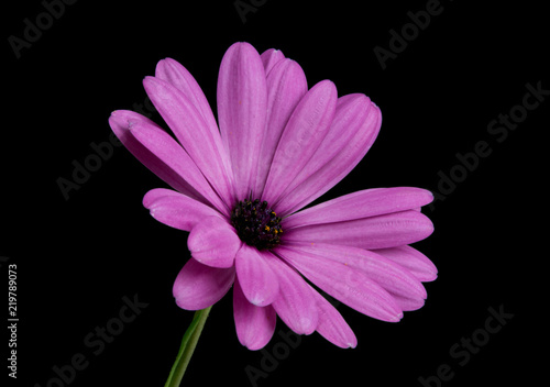 beautiful osteospermum or african daisy flower isolated on black