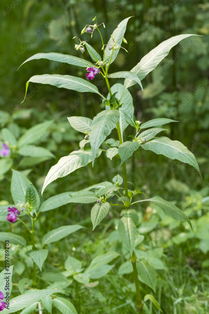 Obraz premium Pink flowers on a forest plant with blade leaves.