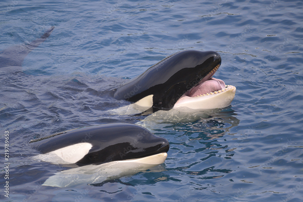 Obraz premium Zbliżenie dwóch orków (Orcinus orca), otwierając usta w niebieskiej wodzie